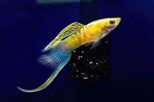 guppy swordtail