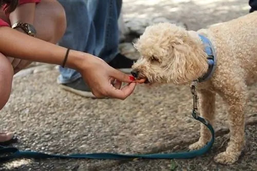 Eienaar voer honde lekkernye