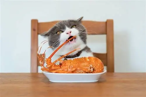 Cat Eat Lobster