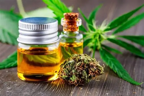 6 mejores aceites de CBD para perros con artritis - Reseñas de 2023 & Las mejores selecciones