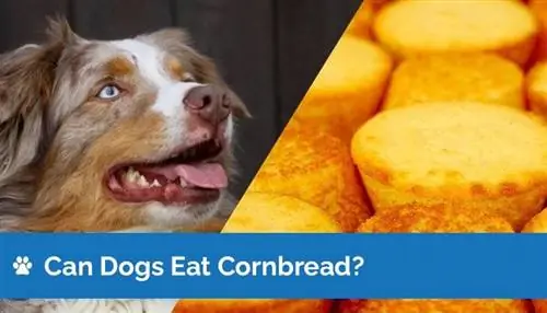 Cachorro pode comer pão de milho? O pão de milho é seguro para cães?