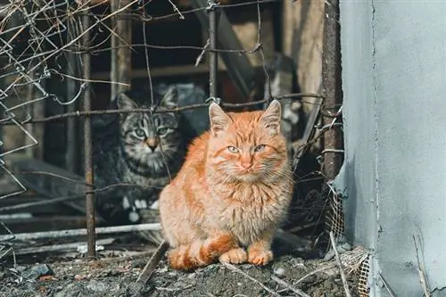 Chats tabby gris et rouge sur un site d'abandon