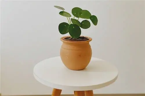 planta de pilea en test marró