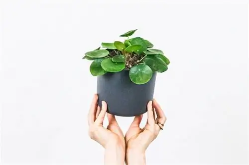 planta de pilea en parcel·la negra