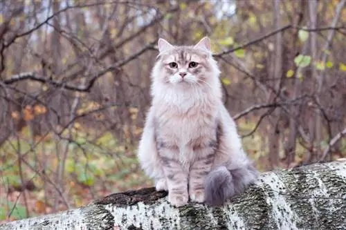 gato siberiano sentado en un tronco