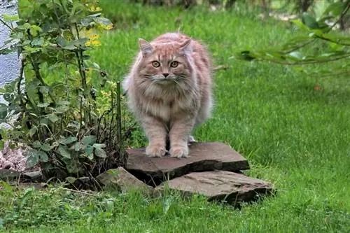 gatto siberiano in giardino