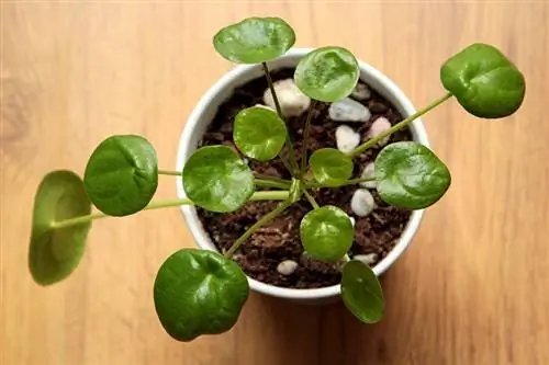 Pilea เป็นพิษต่อแมวหรือไม่? ดูแลแมวของคุณให้ปลอดภัย