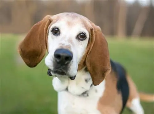 Englischer Foxhound mit geneigtem Kopf