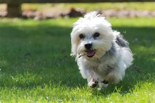 Dandie Dinmont teriér