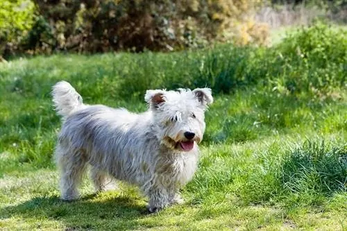 Glen d'Imaal Terrier