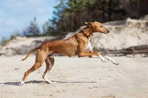 Azawakh-Hund läuft am Strand2_otsphoto_shutterstock