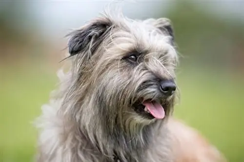 Pyrenean Shepherd