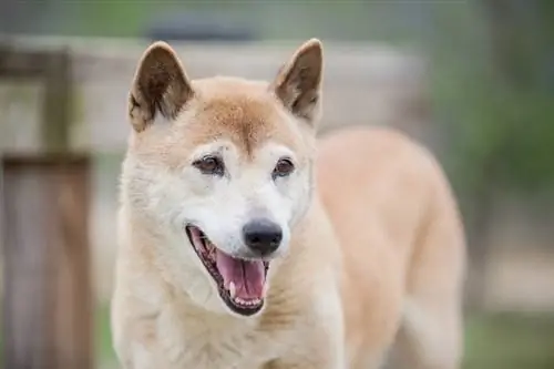 Chien chanteur de Nouvelle-Guinée