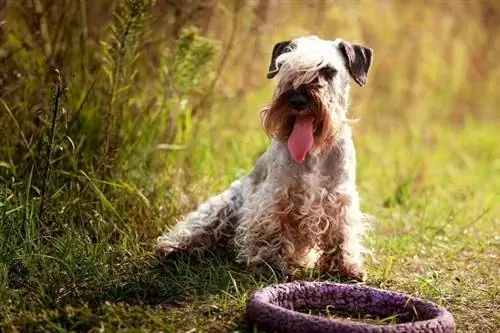 cesky terrier