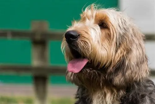 Larawan ng Otterhound na nakatingin sa itaas at sa kaliwa_Lourdes Photography_shutterstock