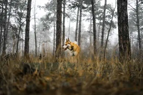 Norwegischer Lundehund im Wald