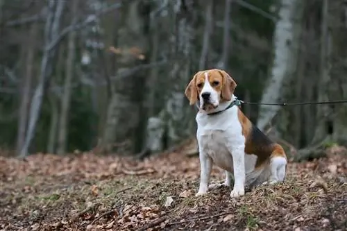 chien harrier dans la forêt_Miroslav Hlavko_shutterstock