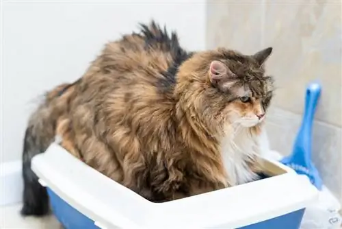 Pisica Maine Coon mare folosind cutie de litiera