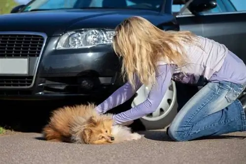 Eine Frau hilft einem verletzten Hund vor einem Auto