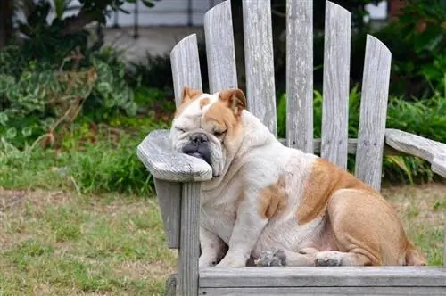 Bulldog ngủ trên ghế