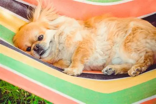 so pw Pekingese ntawm hammock