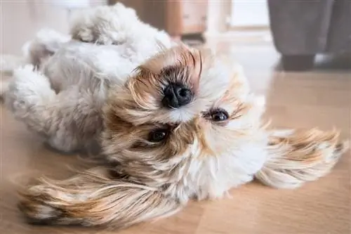 lhasa apso dormindo