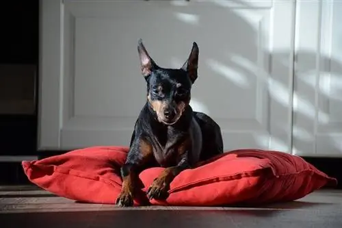 Yastıqda uzanan miniatür Pinscher