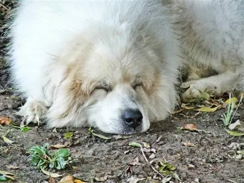 Great Pyrenees ngủ bên ngoài