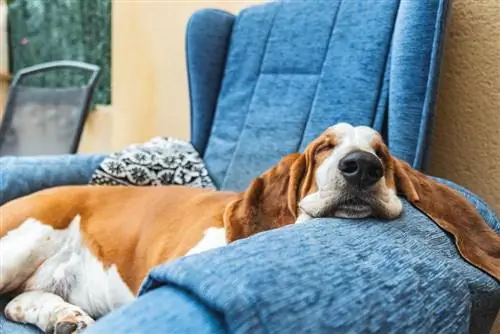 Pw Basset Hound ntawm lub rooj zaum