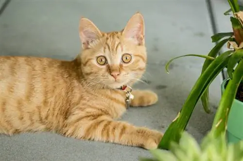 gatto soriano arancione sul marciapiede accanto a una pianta