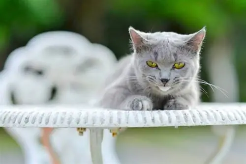 Gato doente com infecção viral