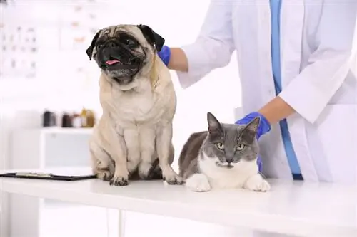 dyrlæge undersøger mops hund og kat i klinikken