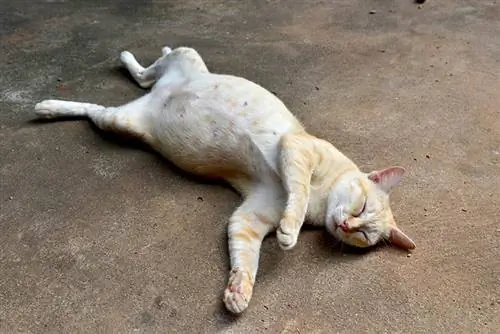 Bakit Umuungol ang Pusa Kapag Natutulog? Ang Kaibig-ibig na Katotohanan