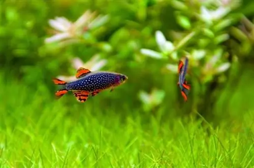 Dva-samci-nebeská-perla-danios_Bos11_shutterstock