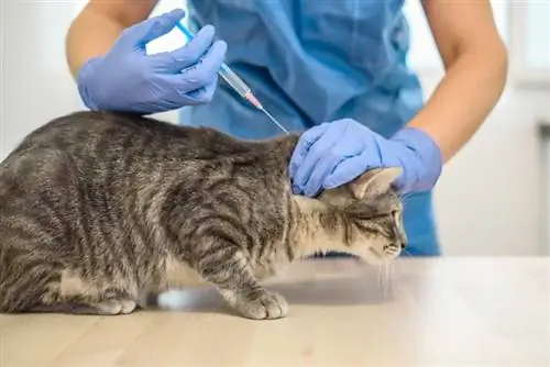 Tierarzt verabreicht einer grauen Katze einen Impfstoff