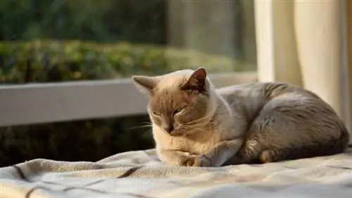 Fliederfarbene Burma-Katze ruht am Fenster