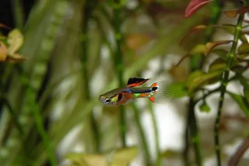 ikan guppy di akuarium