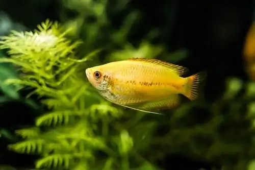 hunaja-gourami