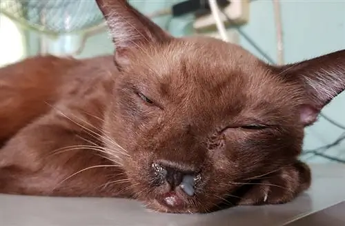 Seekor kucing coklat tua dengan hidung meler