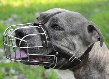 6 ตะกร้อครอบปากที่ดีที่สุดสำหรับ Pit Bulls ในปี 2023 – รีวิว & รายการยอดนิยม