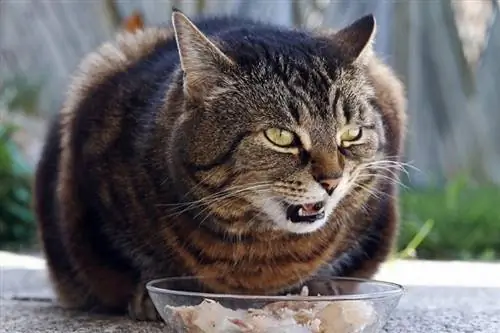 un gato atigrado comiendo de un tazón