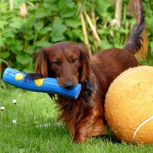 o'yinchoqlar bilan dachshund