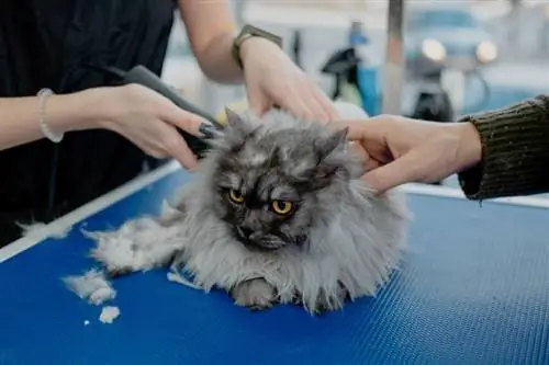 Un toiletteur professionnel coupe la fourrure de chat moelleuse avec une tondeuse dans un salon de beauté pour animaux de compagnie