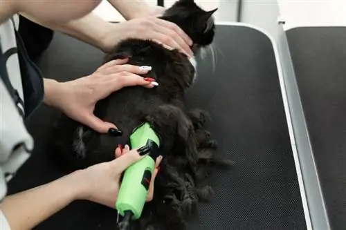 groomer mencukur kucing hitam dengan pemilik membantunya