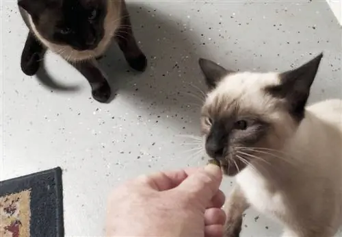 Donner une friandise à un chat siamois