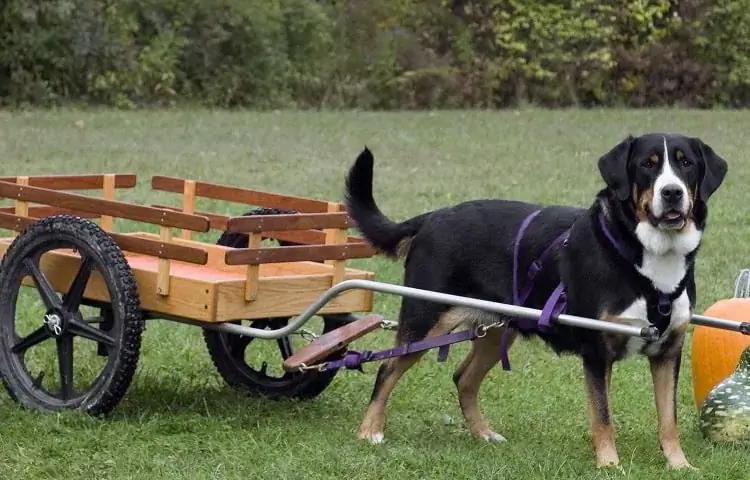 Traîneau à chiens bricolage avec roues (version bois)