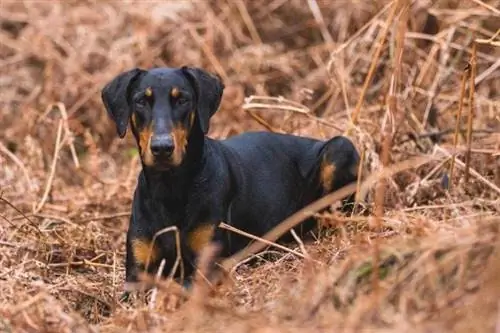 Doberman in gras