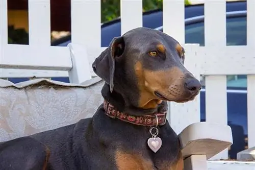 Gehoorsame blou doberman vroulike hond sit op 'n stoel buite in die voortuin