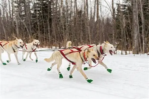 3 traîneaux à chiens bricolage à fabriquer aujourd'hui (avec photos)