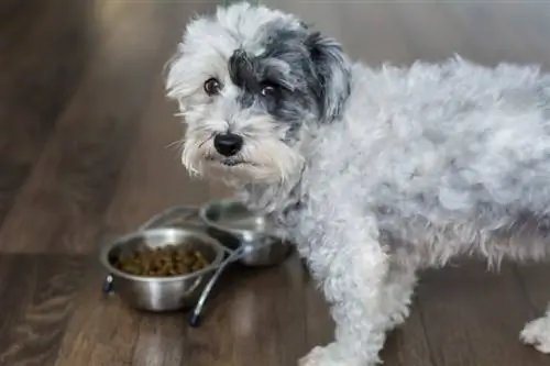 Cane Havanese che mangia